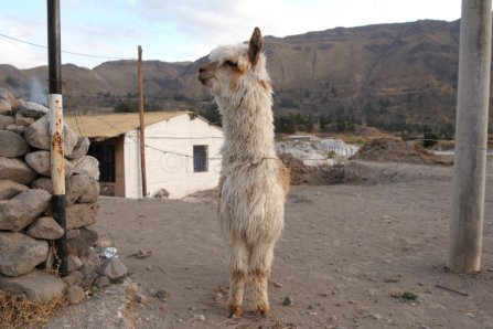 Alpaka