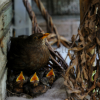 Es ist sehr warm geworden. Die Kleinen halten permanet den Schnabel offen.