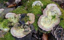 Baumpilze auf einem alten Baumstumpf