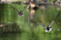 Eine weibliche Ente wird von einem Erpel im Flug verfolgt.