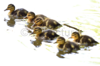 Kuekenrennen - Chicken race