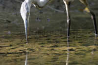 Ein Graureiher sucht nach Beute. Ein Wassertropfen tropft von seinem Schnabel ab.