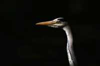 Graureiher - Grey heron