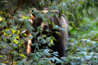 Ein Braunbär schaut durch Gruenzeug durch.