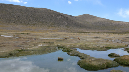 Wasserreiche Hochebene mit weidenden Vikunjas