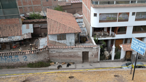 Hundeclans und falsche Lamas