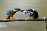 Ein Eisvogel (Muttervogel, links) uebergiebt dem Jungvogel (rechts) auf einem Ast sitzend einen Fisch.