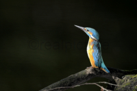 Ein Eisvogel sitzt in gestreckter, schlanker Haltung auf einem Ast.