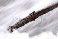 Ein sterbender Ast im lebendigen Wasser. A branch in floating water.