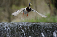 Eine Ente hebt ab. A duck is lifting up.