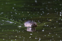 Ein Bisam schwimmt frontal auf die Kamera zu.