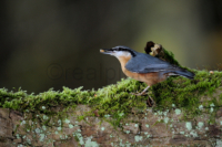 Ein Kleiber auf Nahrungssuche. A nuthatch is searching for feed.