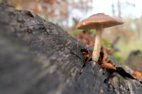 Ein Schirmpilz hat sich aus einem alten Baumstamm heraus den Weg gebahnt