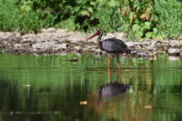 Ein Schwarzstorch auf Nahrungssuche.