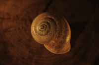 Ein Schneckenhaus auf einem Baumstumpf im Kerzenlicht. A snail shell on a tree stump in candlelight.