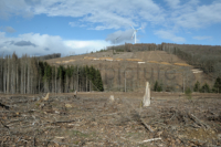 Unser deutscher Wald