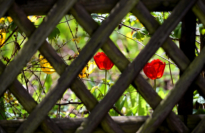 Verborgene Schönheit