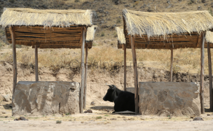 Viehhaltung am Colca Canyon
