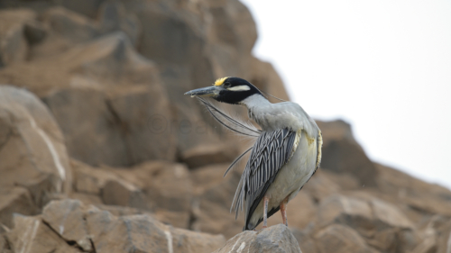 Vogel in Asopaca Zerro Azul