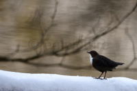 Eine Wasseramsel im Schnee. A water ouzel on snow.