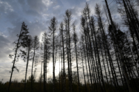 Waldsterben! Nicht alles im Wald ist schön.