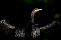 Ein Kormoran trocknet seine Fluegel. A cormorant is drying her wings.