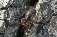 Eine Hornisse sitzt vor dem Eingangsspalt ihres Nestes im Baum und schlaegt schnell mit den Fluegeln.